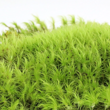 Load image into Gallery viewer, PRE ORDER Mood Moss (Dicranum) - Live Moss / Dormant Moss
