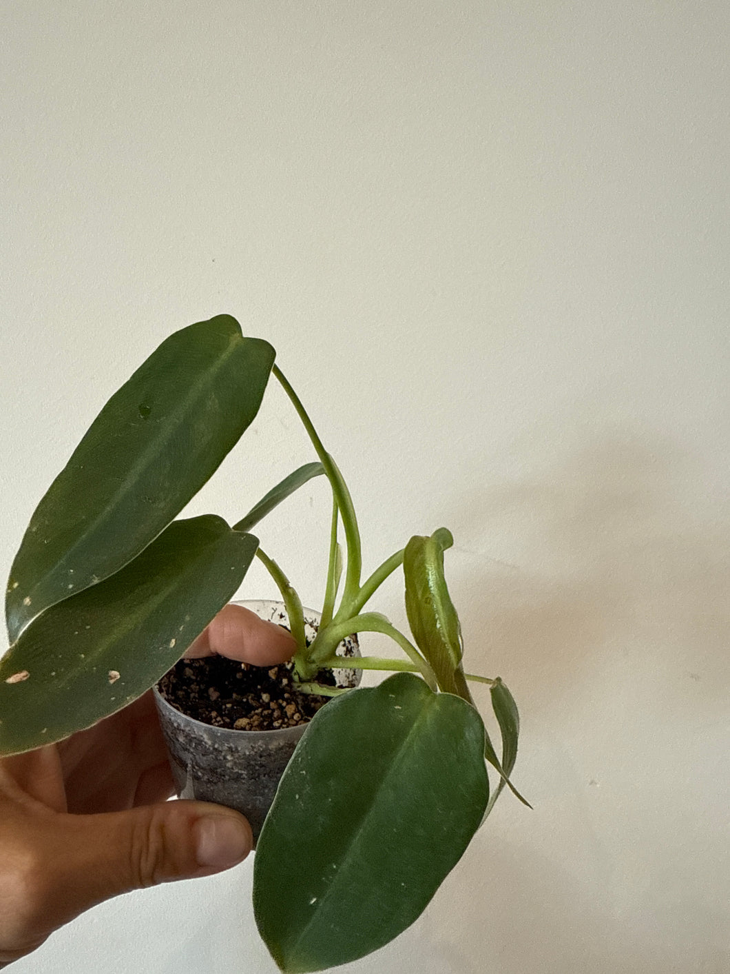 Philodendron spiritus sancti