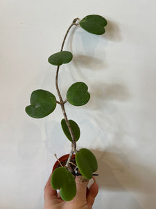 Hoya Kerri Mini Leaves