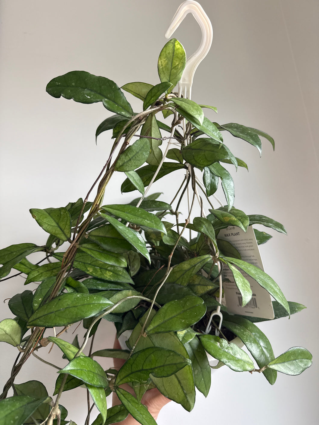 Hoya Crassipetiolata