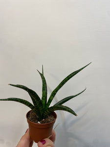 Sansevieria Fernwood