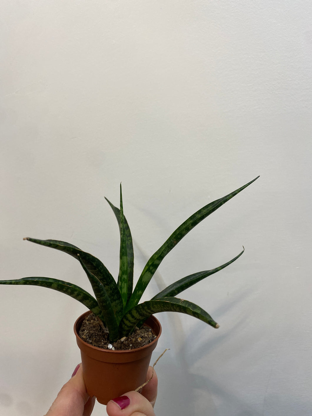 Sansevieria Fernwood