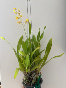 Oncidium