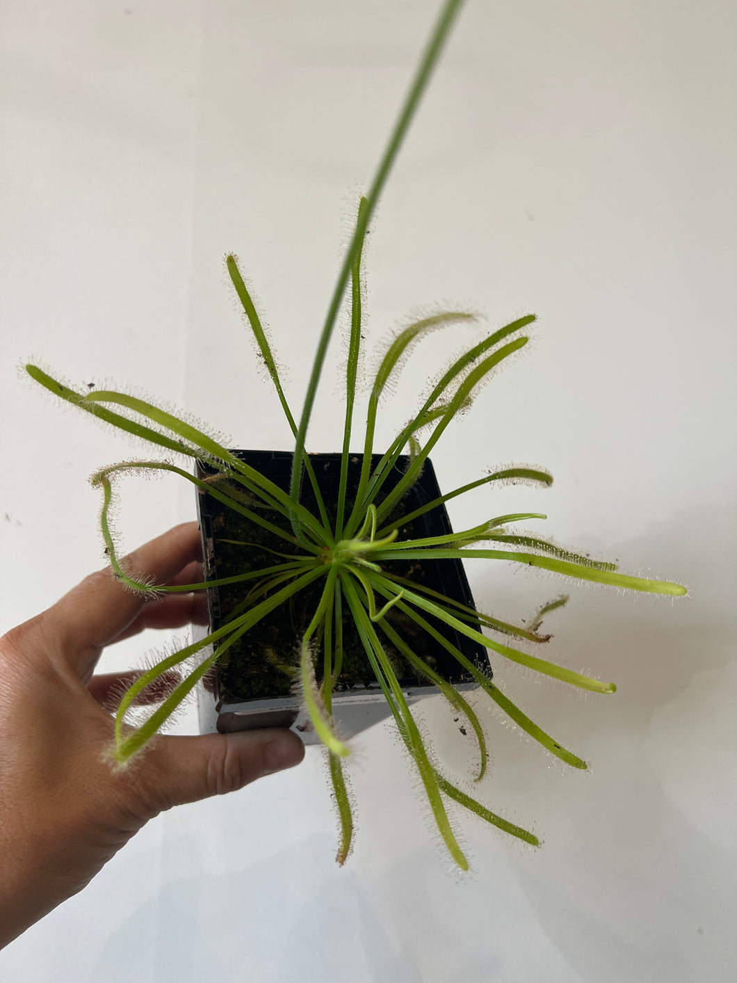 Sundew Drosera Capensis Alba