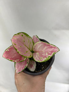 Chinese Evergreen Red Fountain