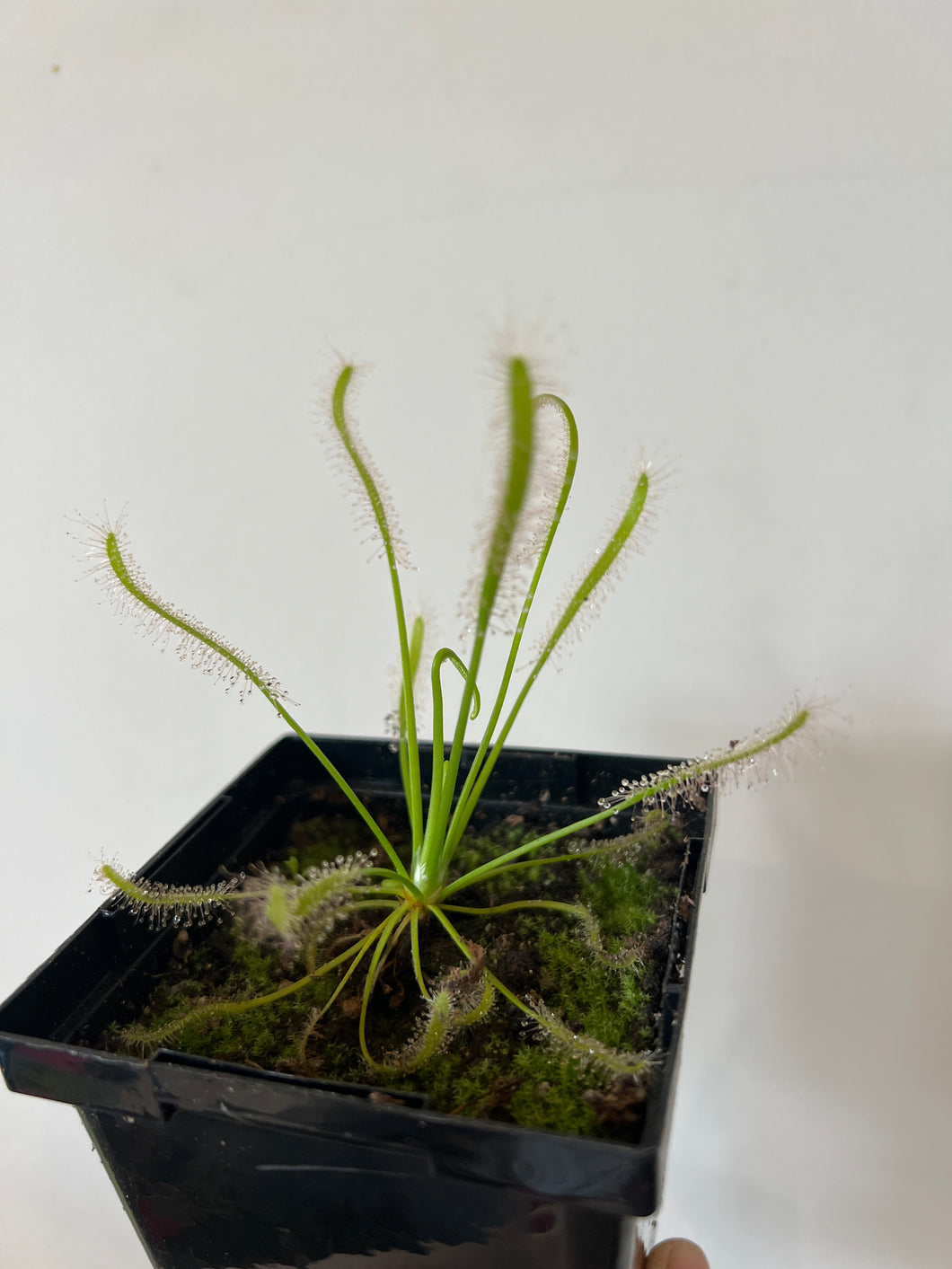 Sundew Drosera Capensis 