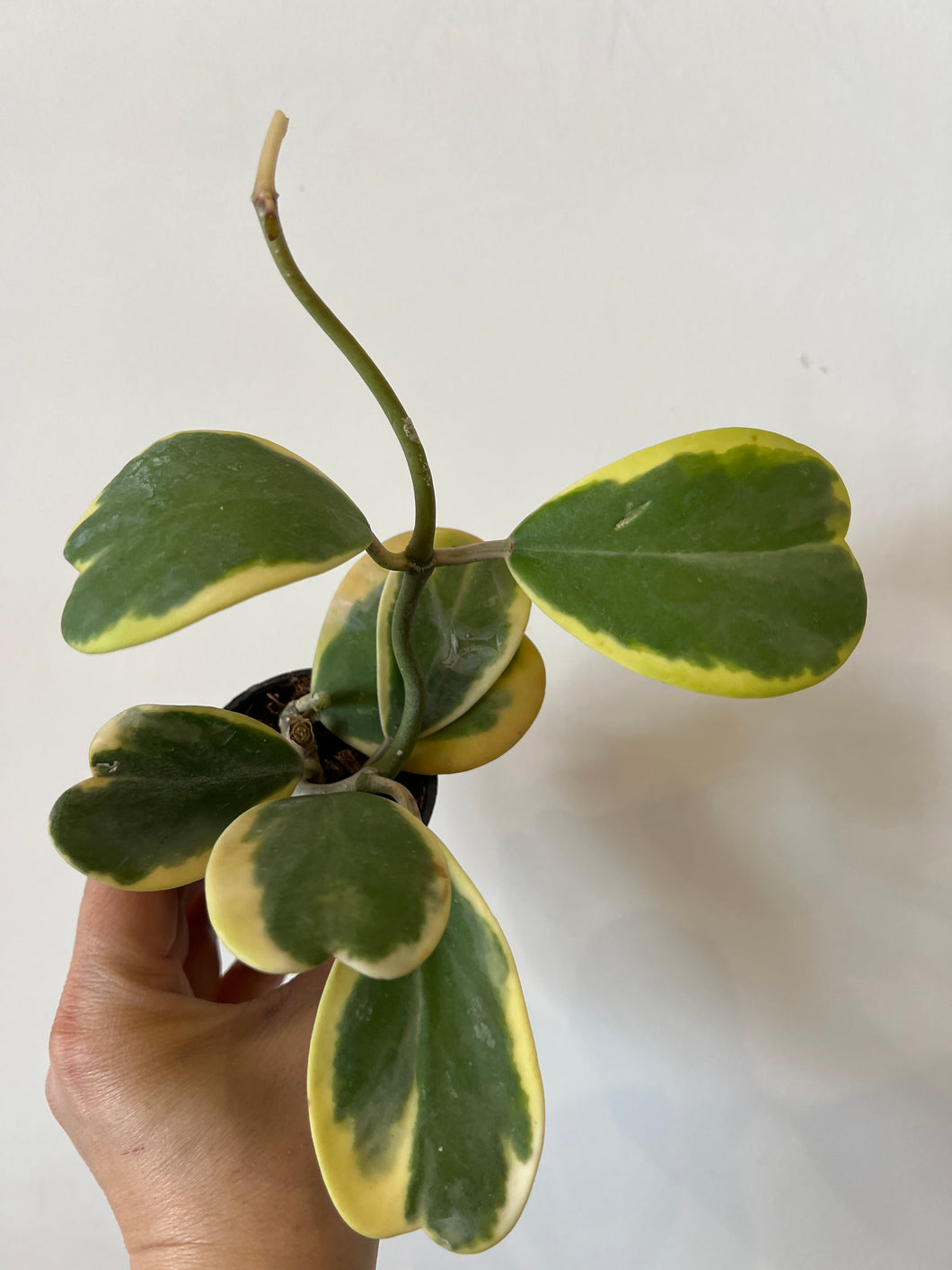 Hoya Albo Variegated