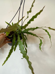 Orchid Cactus