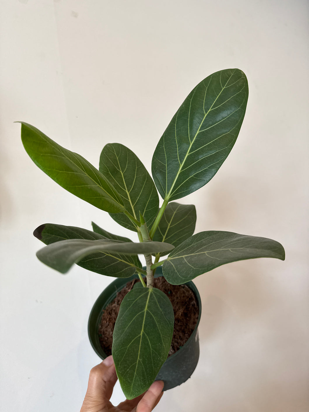 Ficus Audrey