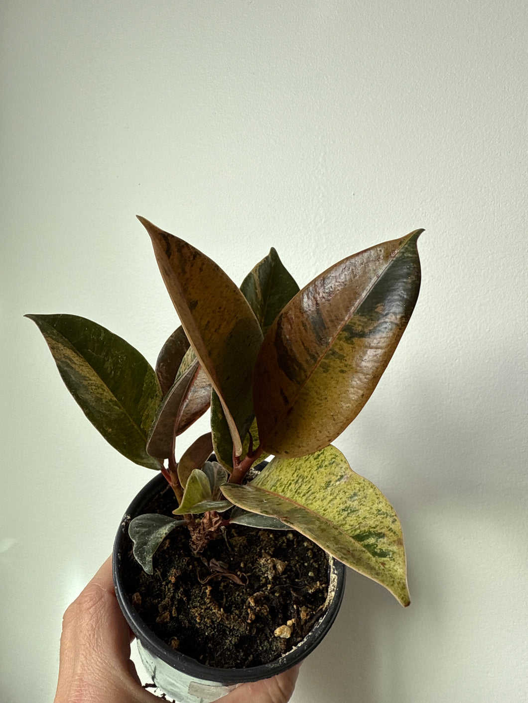 Ficus Shivereana