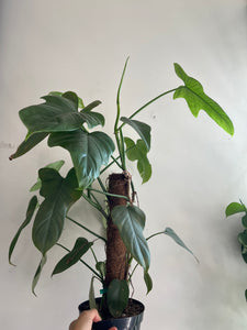 Philodendron bipennifolium blue