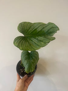 Philodendron Mamei Silver