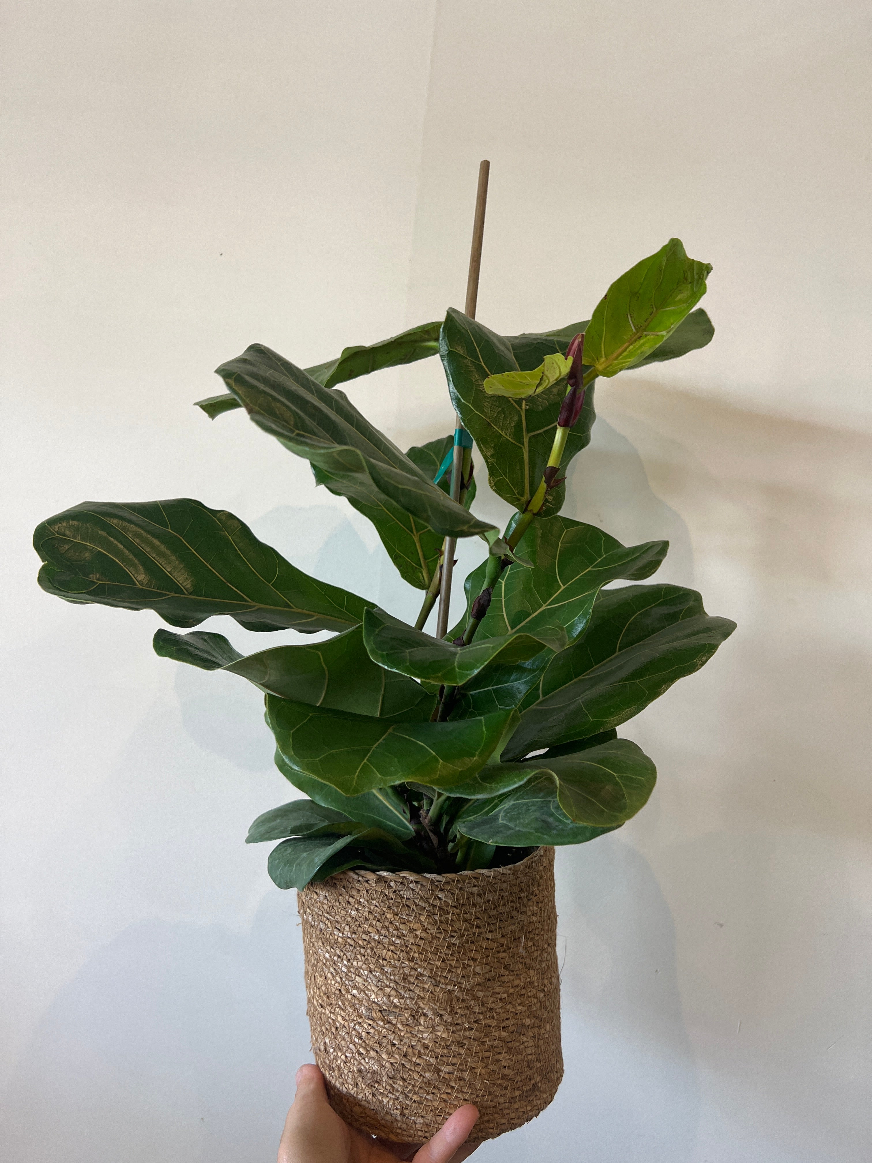 basket fiddle leaf fig Fiddle Leaf Fig with Basket – The Little Big Plant Co