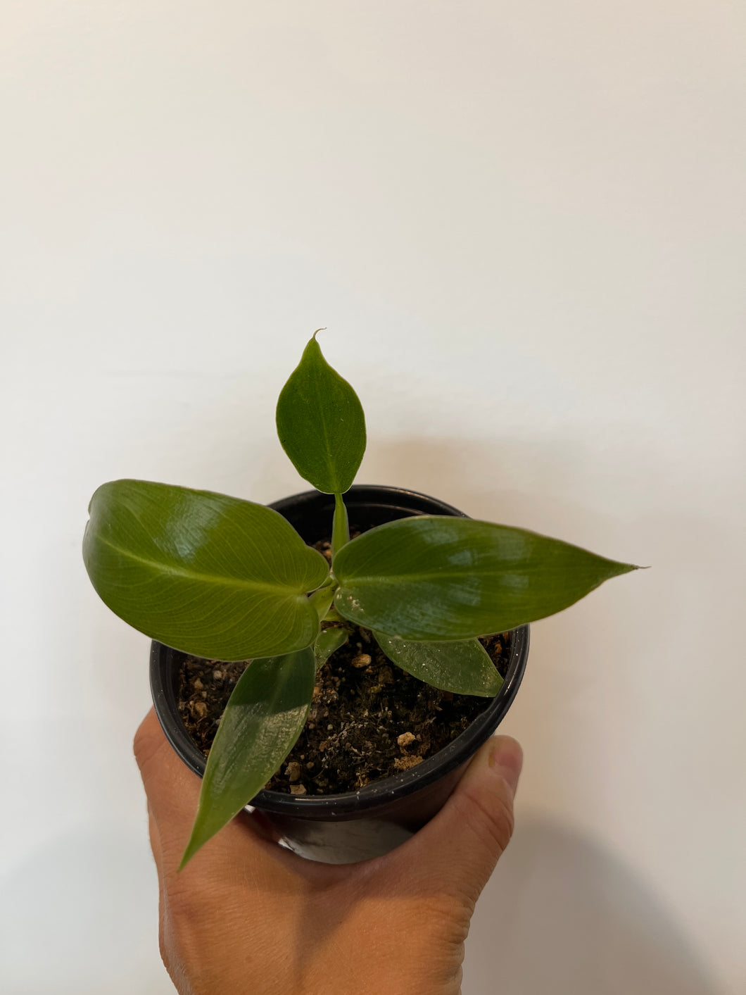 Philodendron spiritus sancti