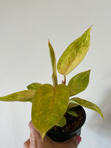Philodendron Painted Lady
