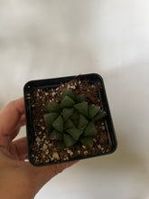 Load image into Gallery viewer, Haworthia Cooperii
