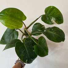 Load image into Gallery viewer, Philodendron White Princess
