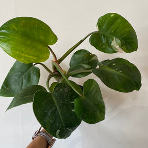 Philodendron White Princess