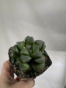 Haworthia Retusa