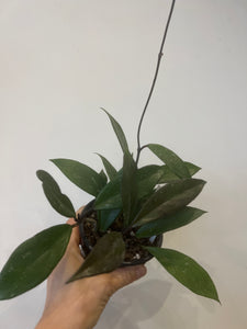 Hoya Pubicalyx