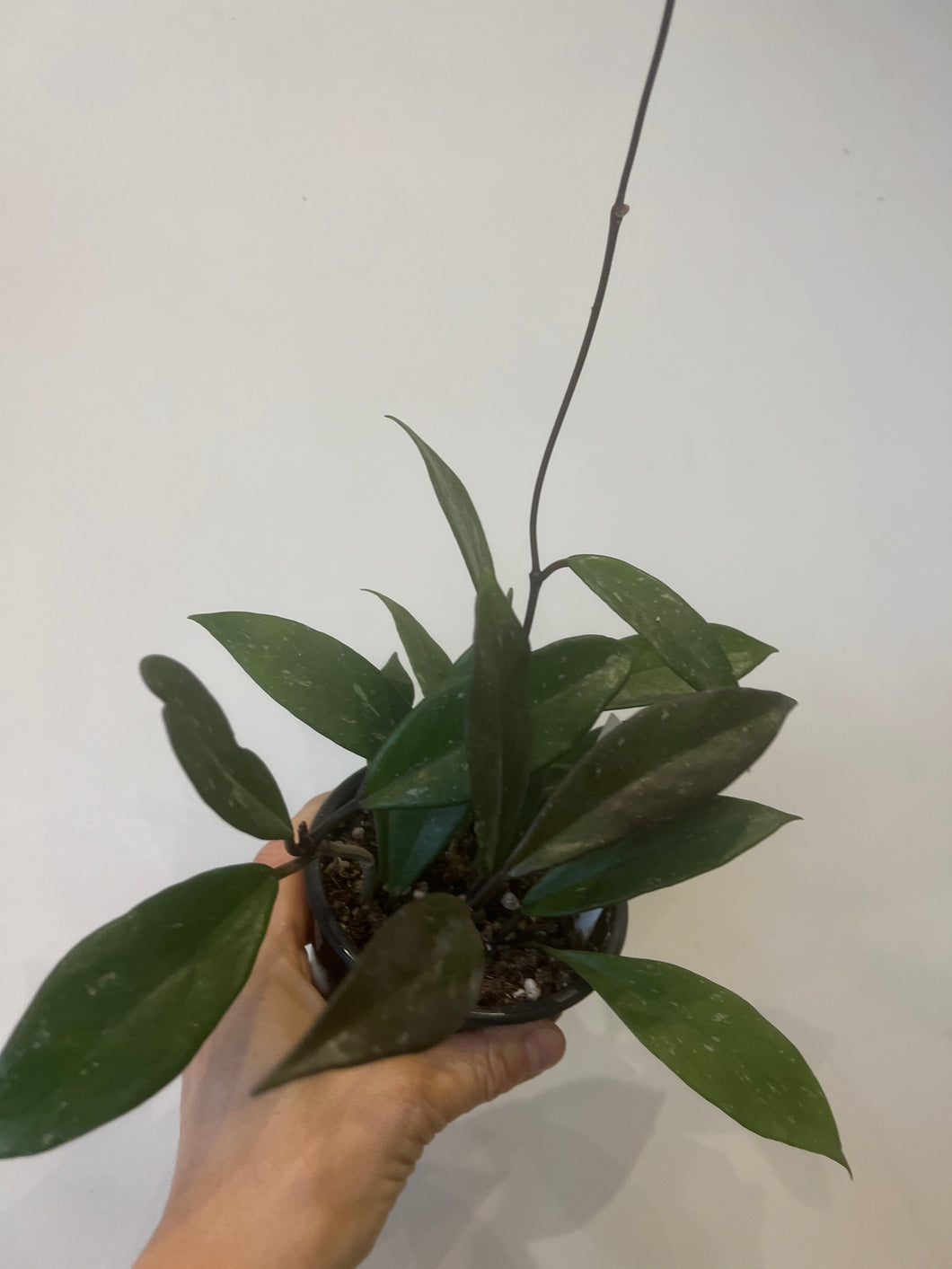 Hoya Pubicalyx