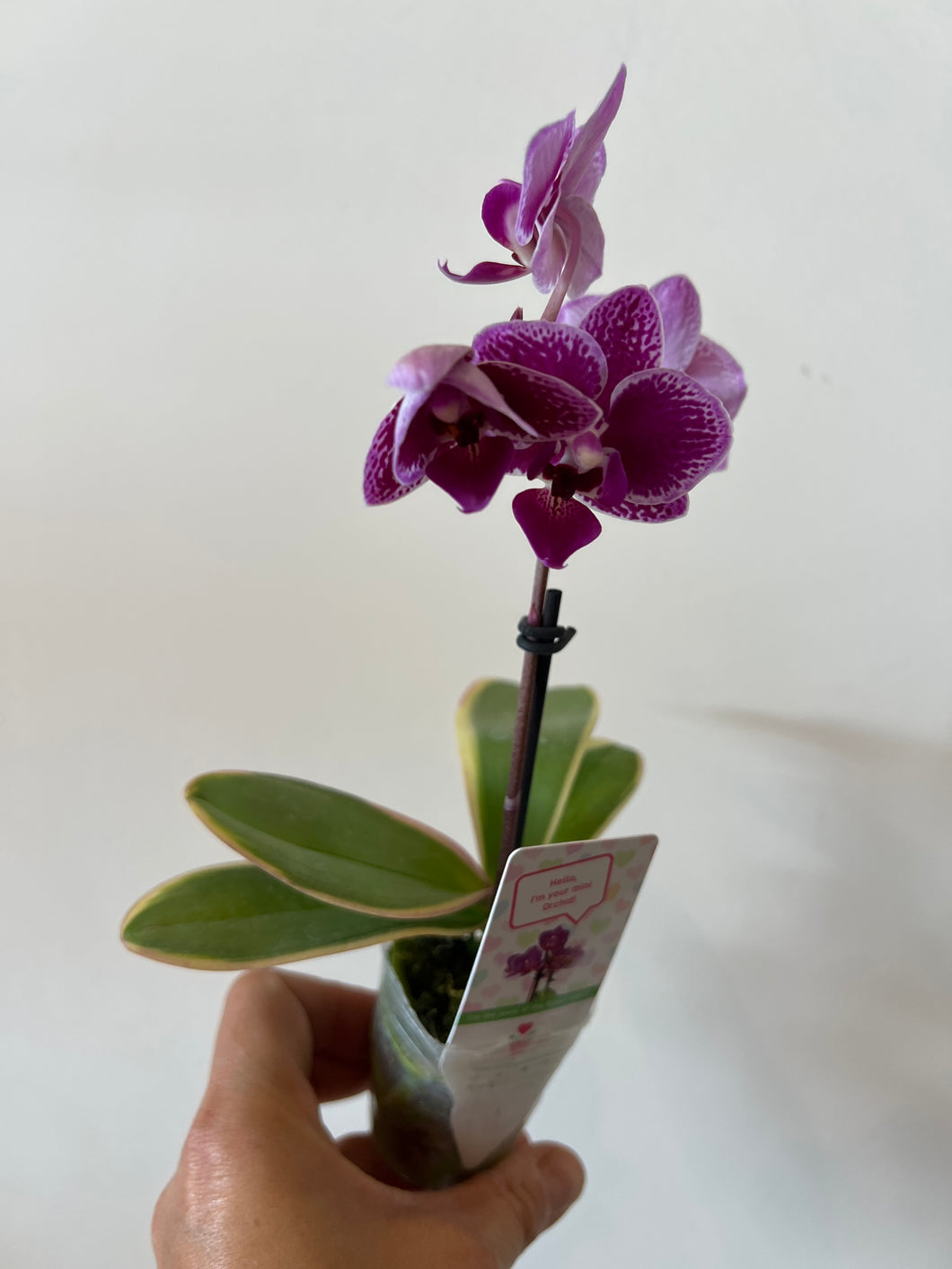 Mini orchid Variegated