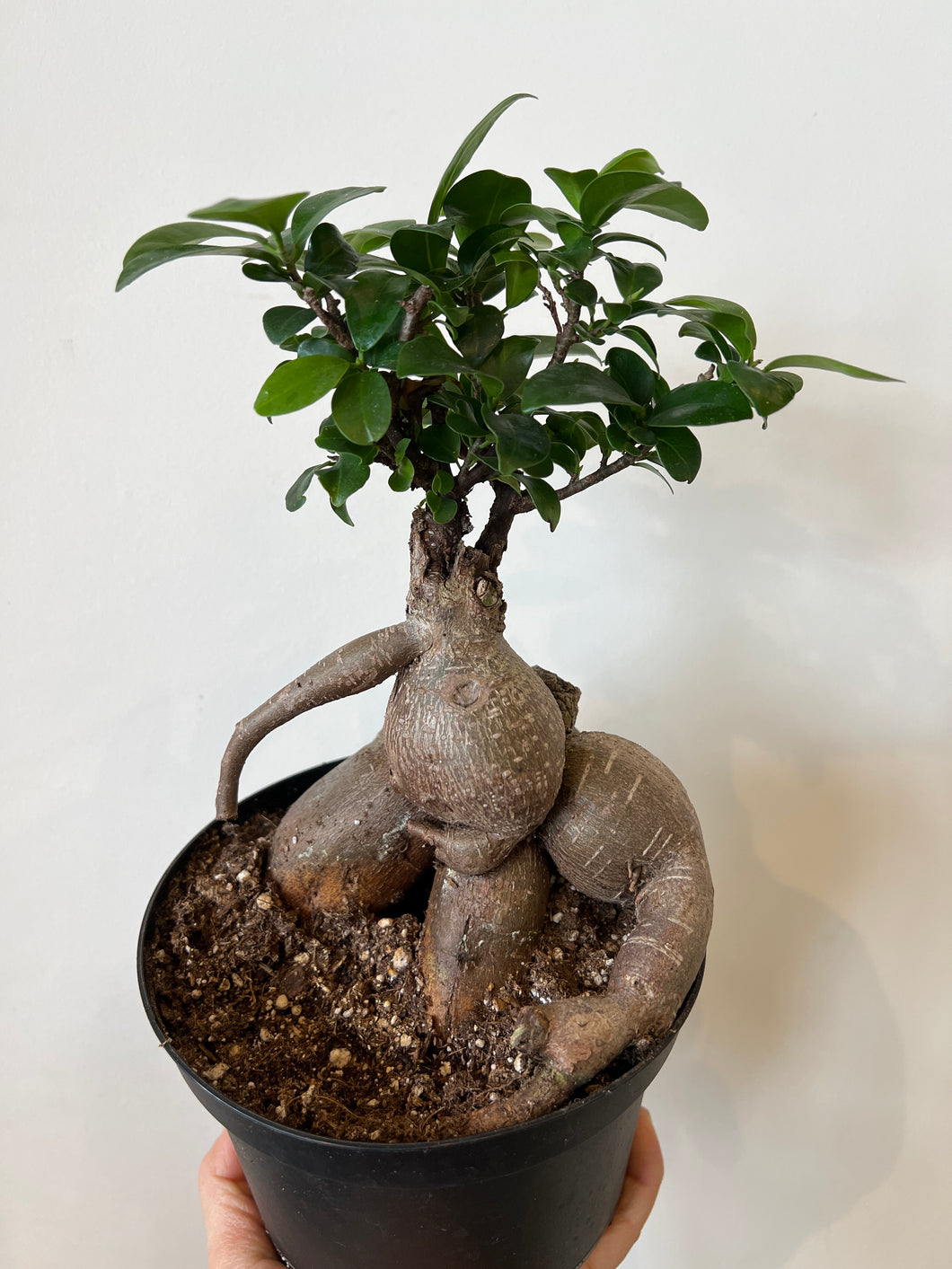 Ficus Bonsai Ginseng