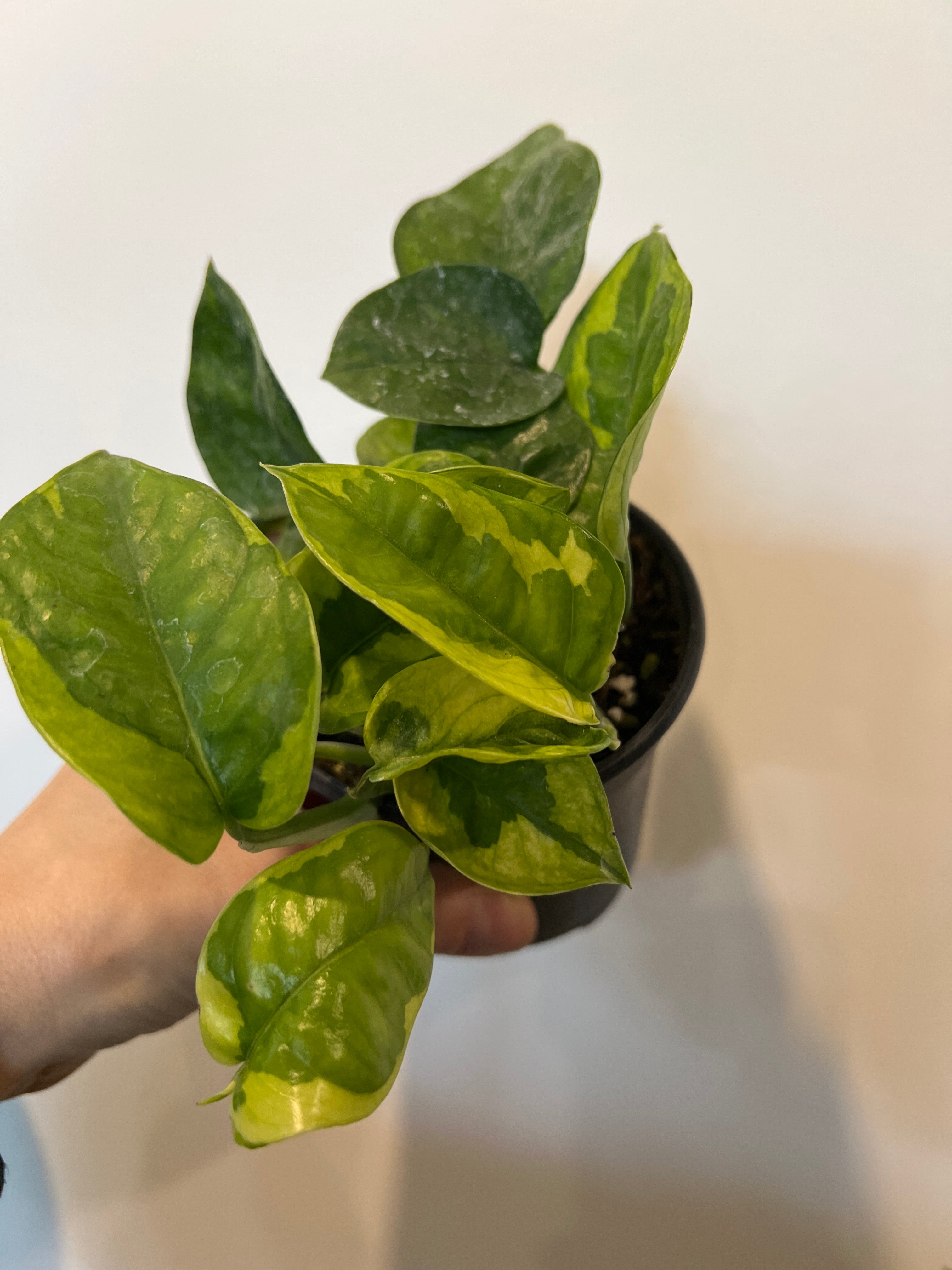 global green pothos vs lemon meringue Pothos Lemon Meringue – The Little Big Plant Co
