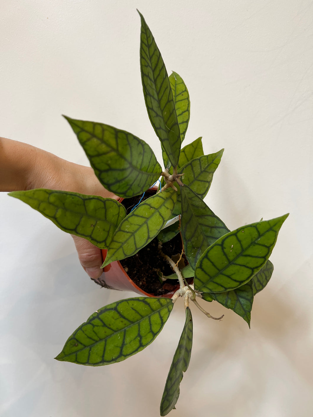 Hoya Callistophylla Kamuntani