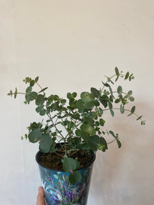 Eucalyptus baby blue