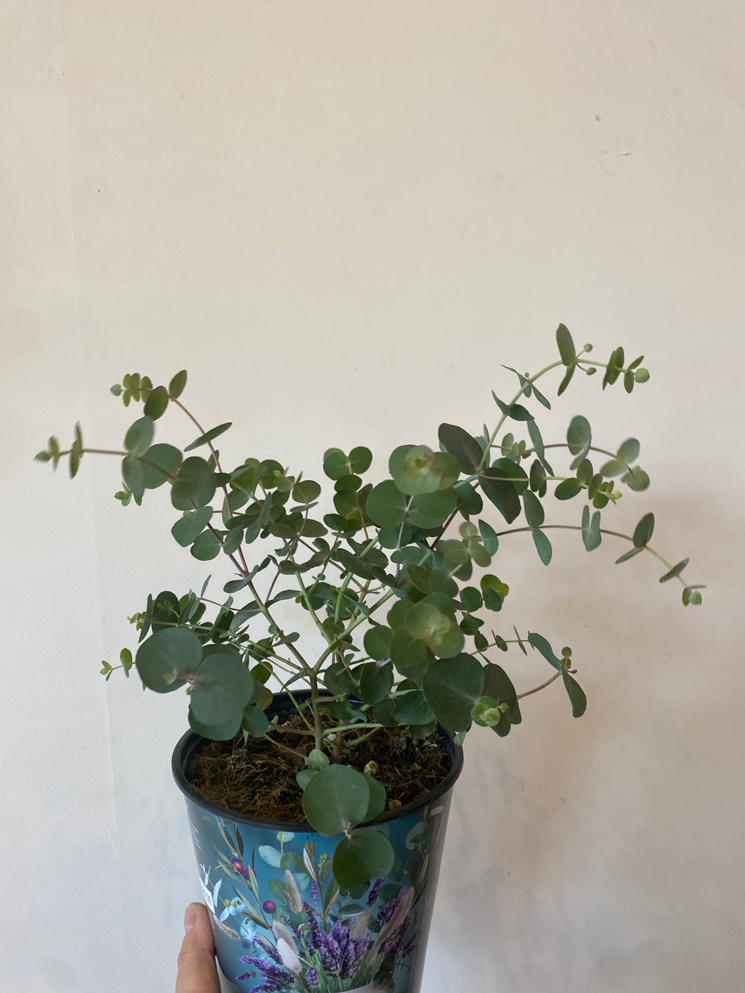 Eucalyptus baby blue