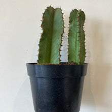 Load image into Gallery viewer, Euphorbia Cactus
