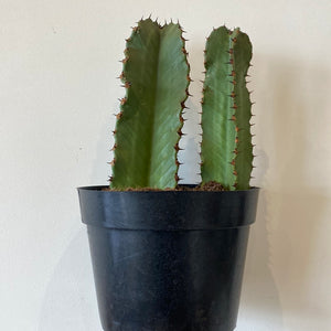 Euphorbia Cactus