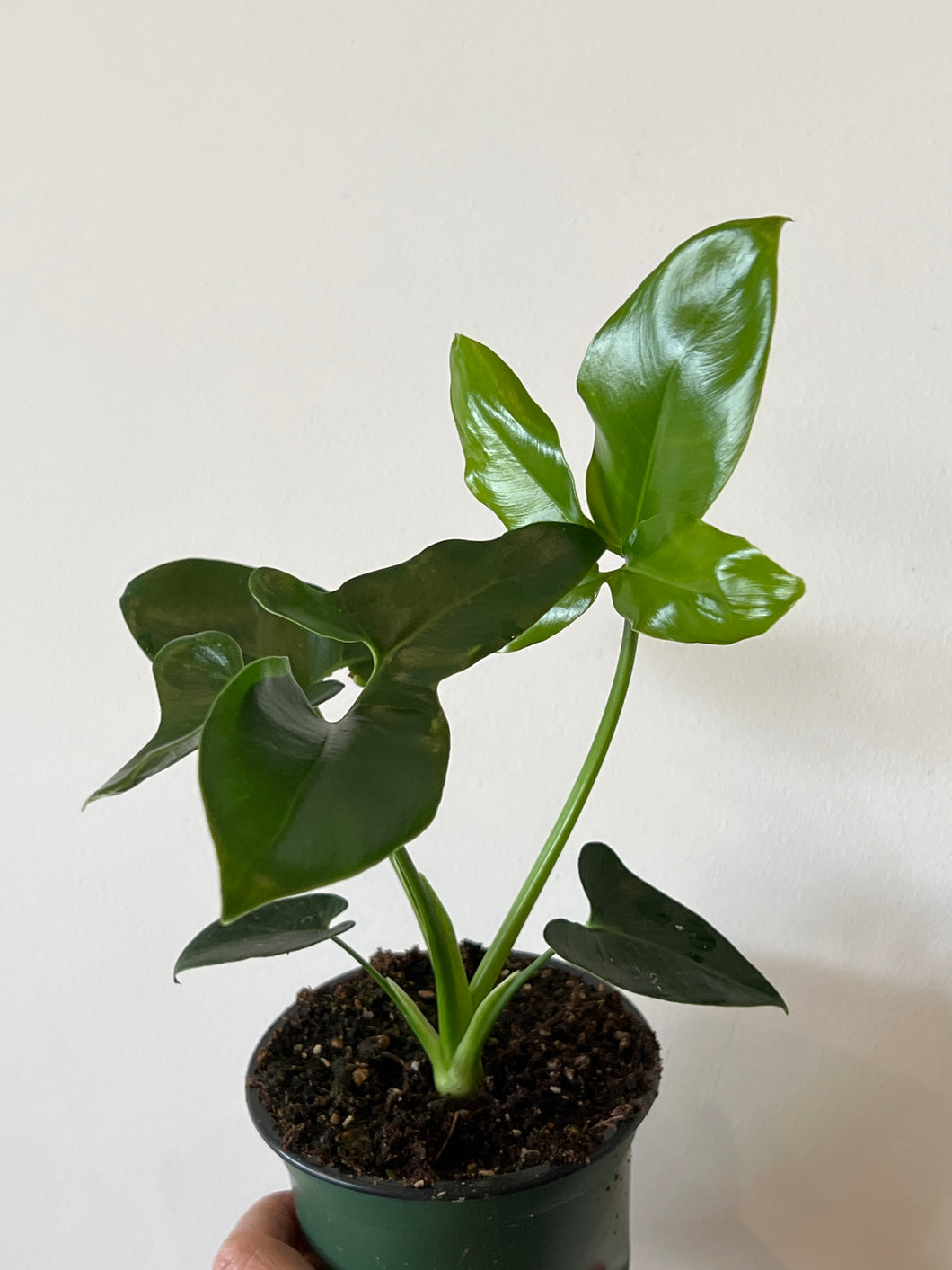 Philodendron Goeldii
