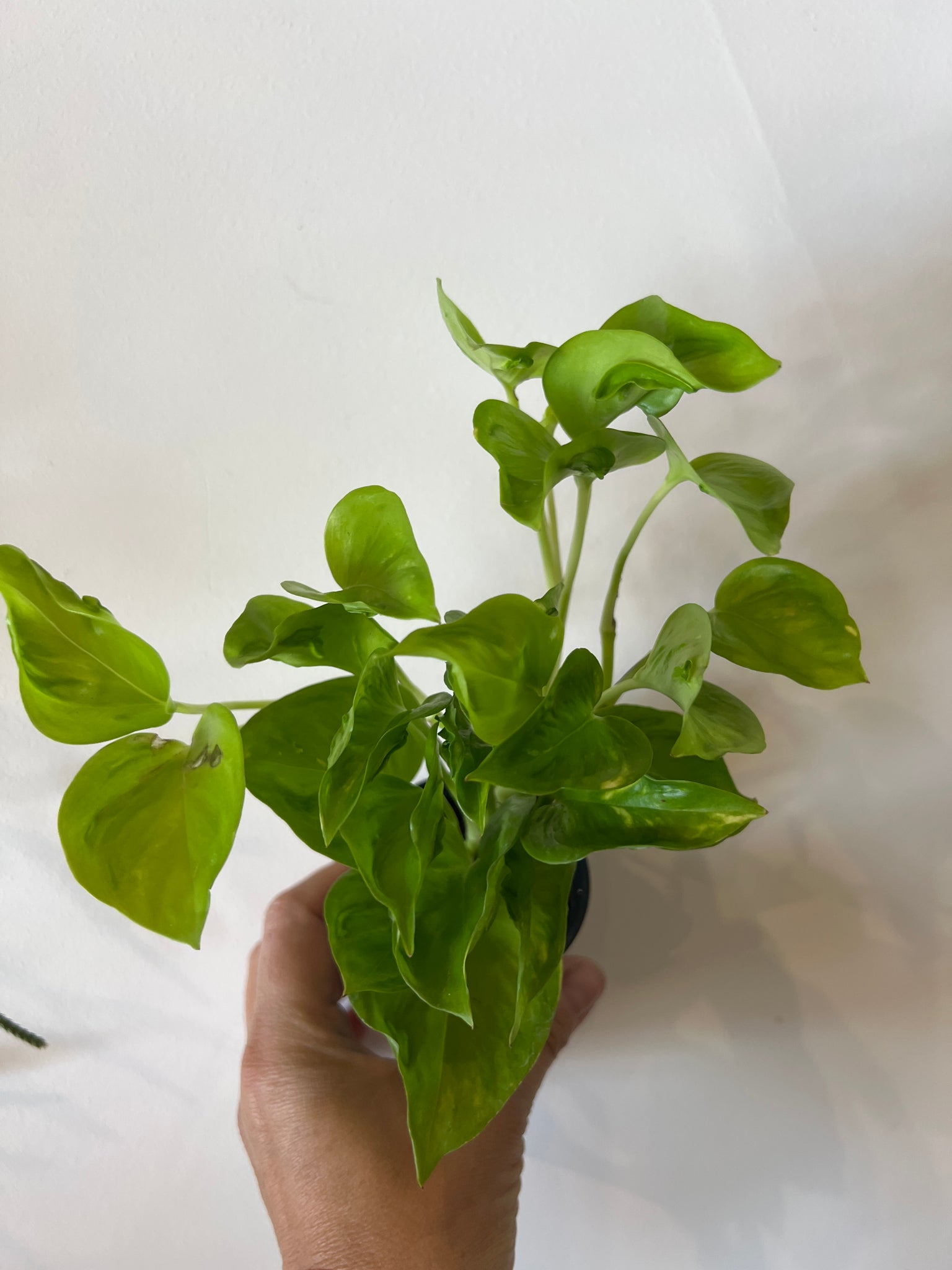 teruno world pothos Pothos Teruno Champs- Elysees – The Little Big Plant Co