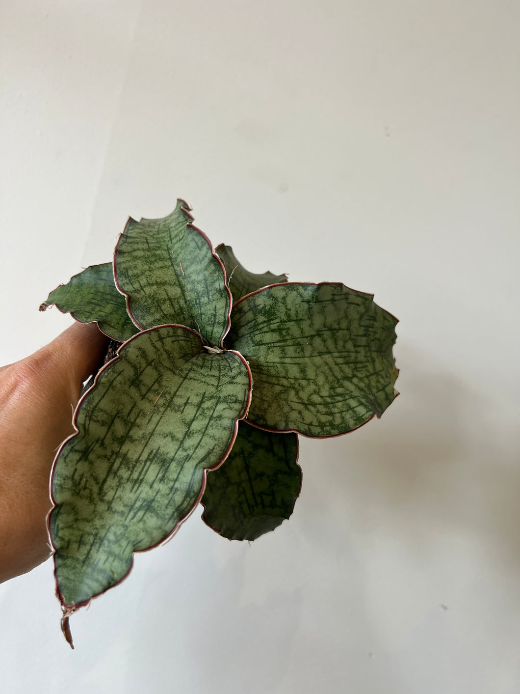 sansevieria cleopatra price Sansevieria Cleopatra – The Little Big Plant Co