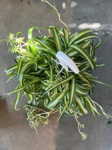 curly spider plant propagation Curly Spider Plant – The Little Big Plant Co