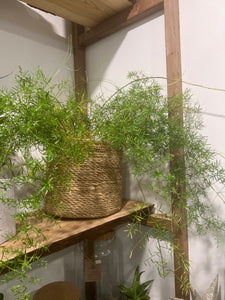 Asparagus fern