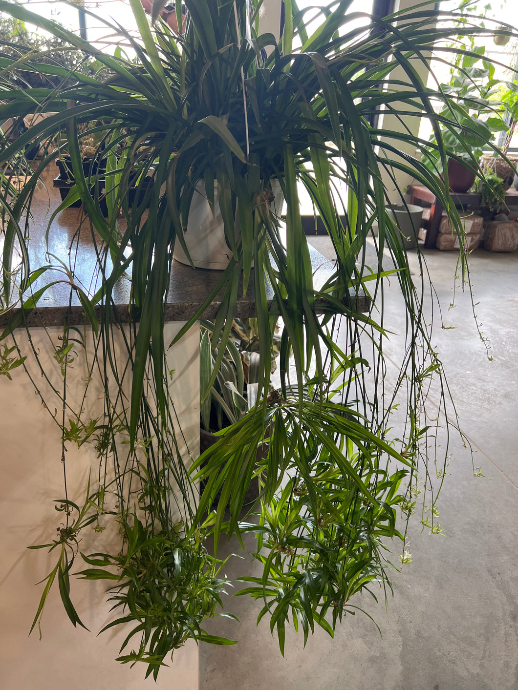 Spider Plant Green