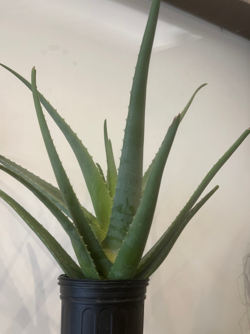 Aloe