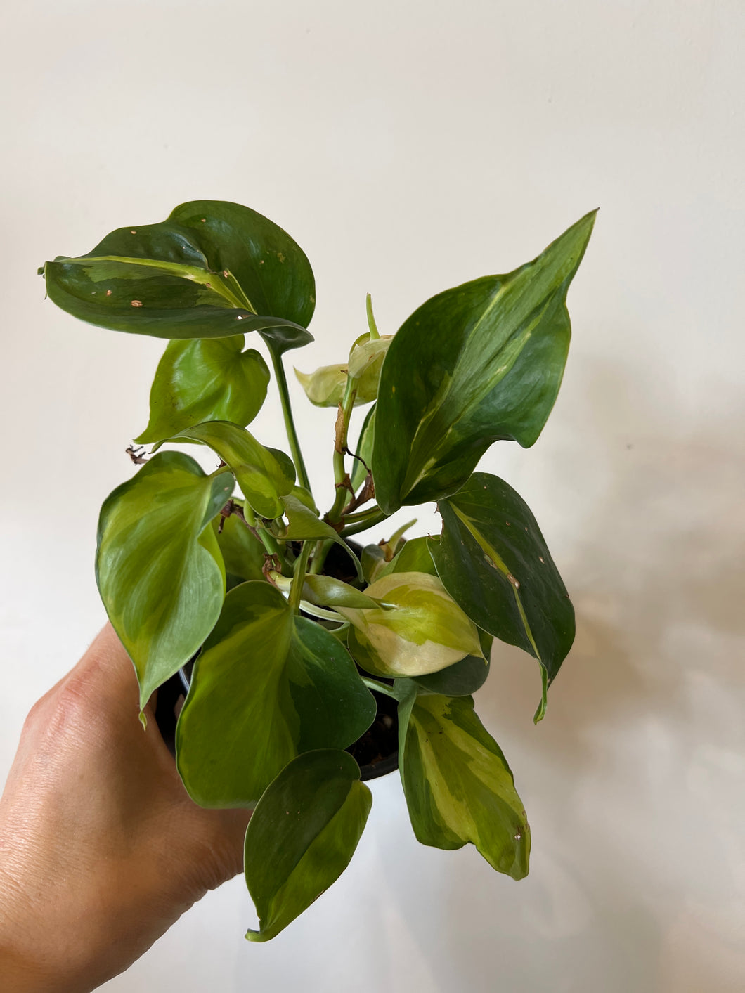 cream slash philodendron Philodendron Cream Splash – The Little Big Plant Co