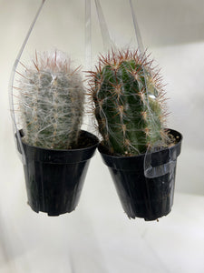 Old Man of the Andes Cactus