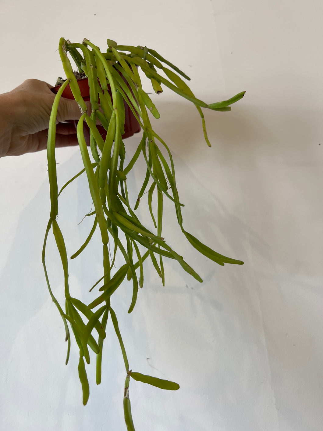 Rhipsalis Micrantha