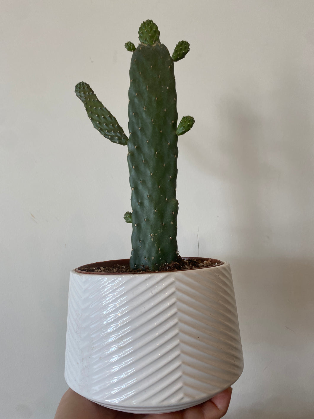 Road Kill Cactus & pot