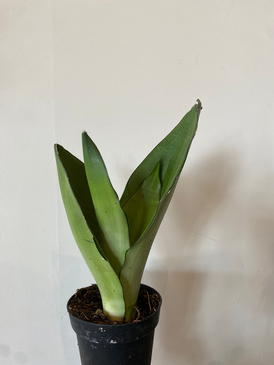 Sansevieria Moonshine