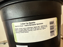 Load image into Gallery viewer, Opuntia spinless Fig
