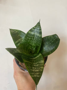 Sansevieria Hahnii