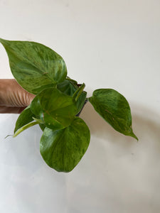 Variegated Heart Leaf