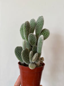 Cactus bunny ears