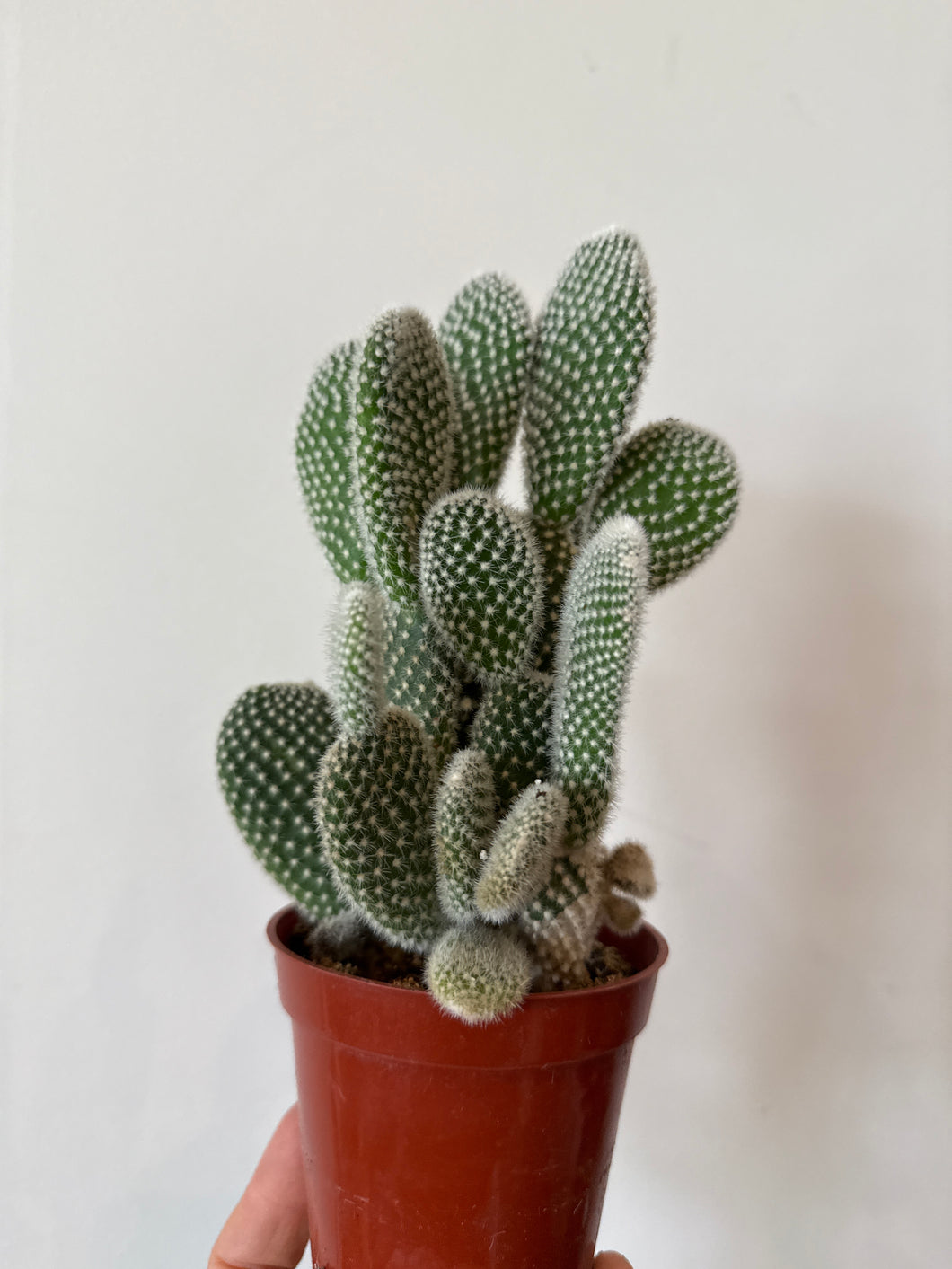 Cactus bunny ears
